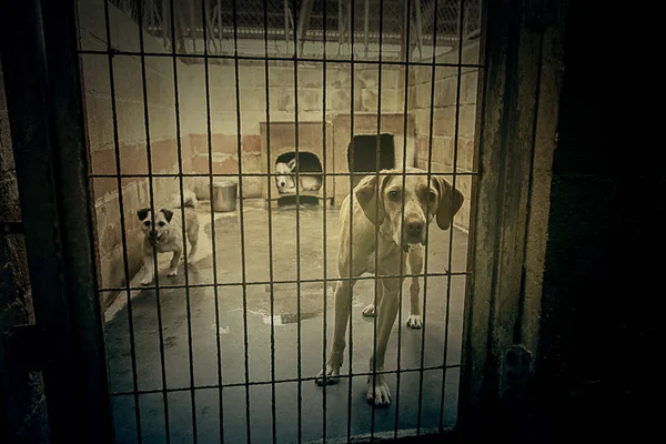 Triste cães abandonados — Fotografia de Stock