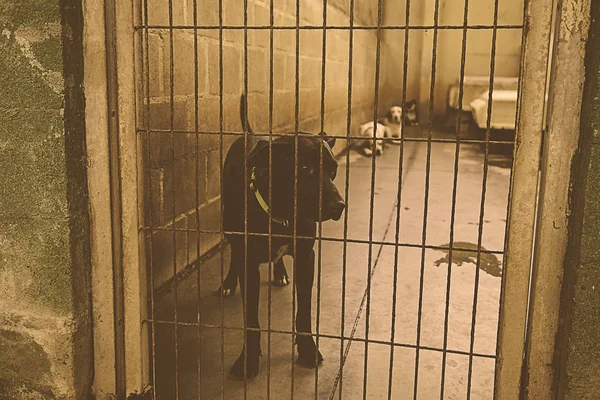 Sad abandoned dogs — Stock Photo, Image
