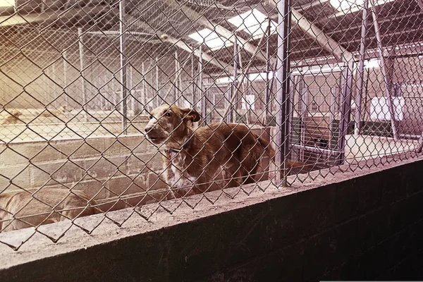 Triste perros abandonados — Foto de Stock