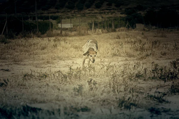 Evde beslenen hayvan köpek çalıştırmak