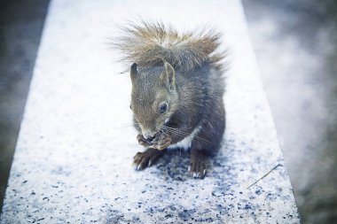 Sincap fındık yemek