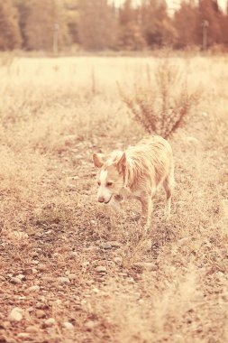 Köpek yürüyüş alanı