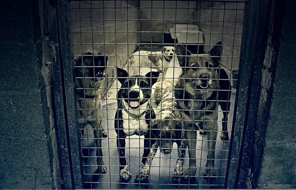 Sad abandoned dogs