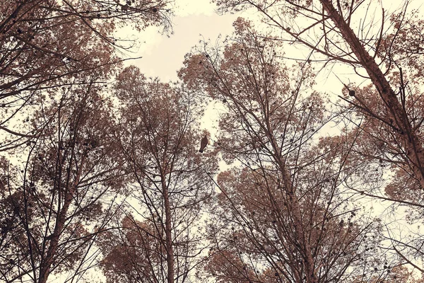 나무에 새 — 스톡 사진