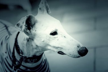 Beyaz greyhound köpek
