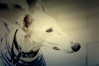 Beyaz greyhound köpek