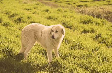 Altın geri almak güneşli alan