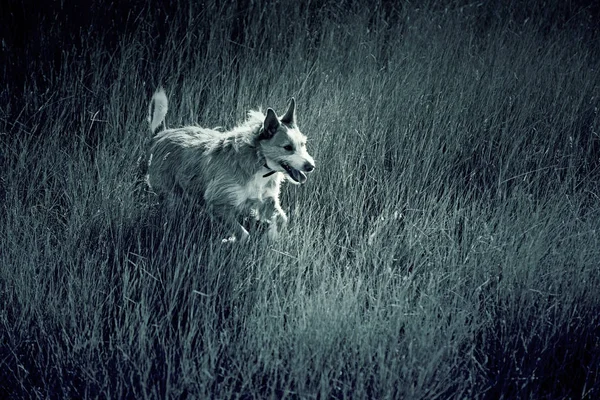 Собака в поле — стоковое фото