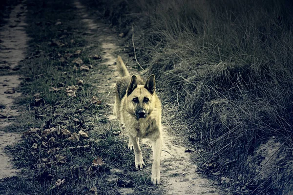 Wolf hond veld — Stockfoto