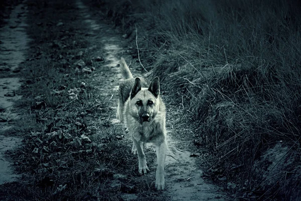 Wolf anjing bidang — Stok Foto
