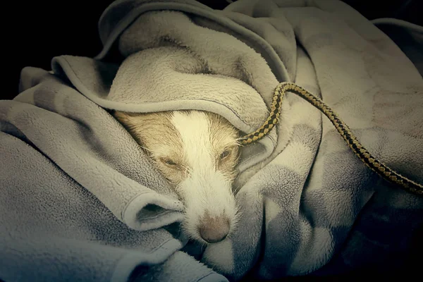 Mantas para perros durmientes — Foto de Stock