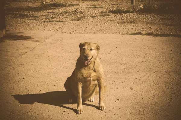Opuszczony, samotny pies — Zdjęcie stockowe