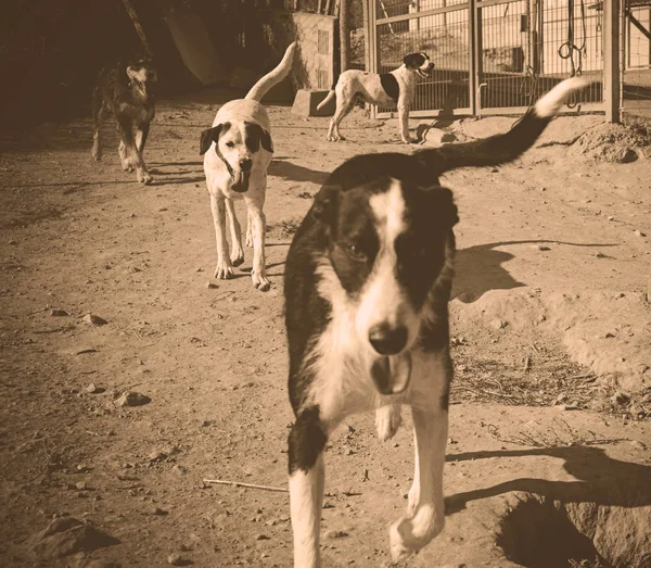 Cães rebanho abandonados — Fotografia de Stock