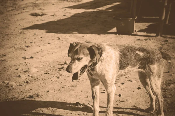 Triste perro solitario — Foto de Stock