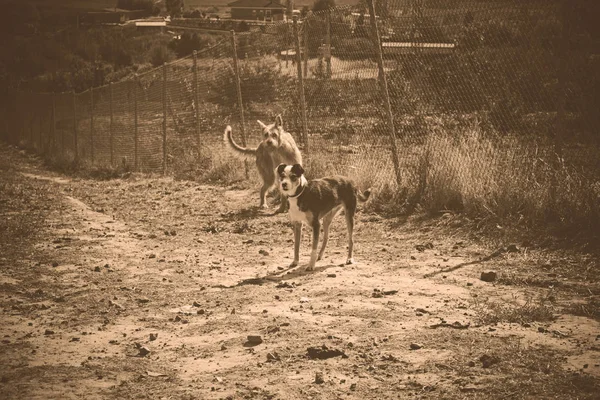 Perros enjaulados —  Fotos de Stock