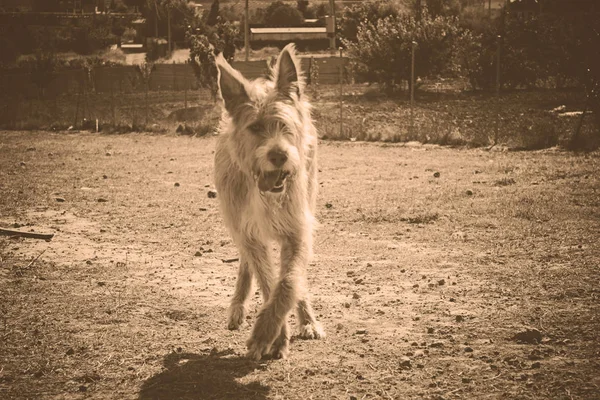 Campo de corrida de cães — Fotografia de Stock