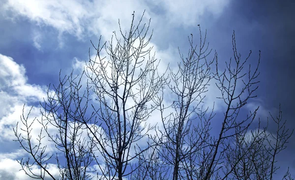 Потеря деревьев облачно — стоковое фото