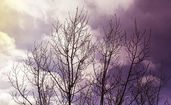 Потеря деревьев облачно — стоковое фото
