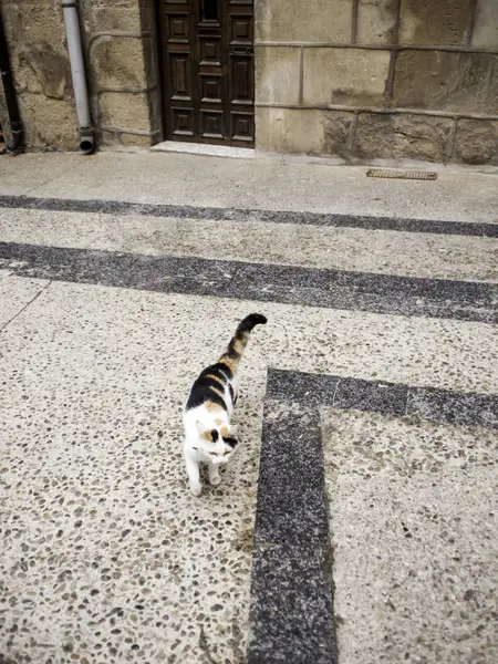 Sokak kedi şehir — Stok fotoğraf