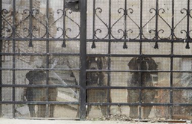 Üzgün terk edilmiş köpekler