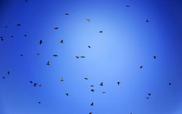 Vogels migreren van de hemel — Stockfoto