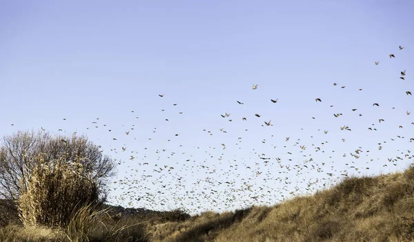 Aves migrando cielo —  Fotos de Stock