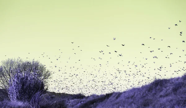 Aves migrando cielo —  Fotos de Stock