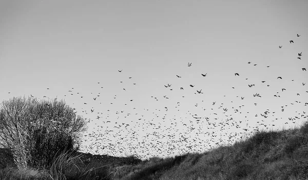 Ptaki z Migrowanie niebo — Zdjęcie stockowe