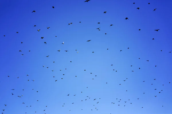 Aves migrando cielo —  Fotos de Stock