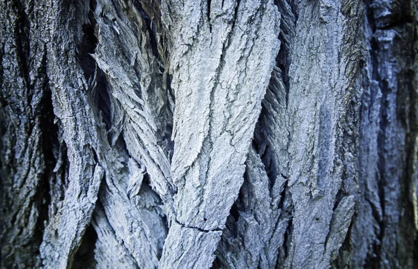 Textura del árbol — Foto de Stock