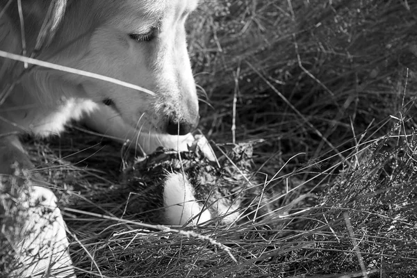 Perro cazado conejo — Foto de Stock