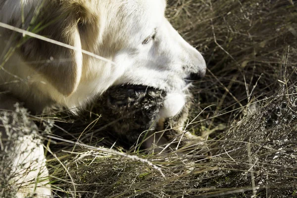 Hund jagade kanin — Stockfoto