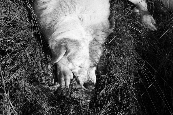 Perro cazado conejo —  Fotos de Stock