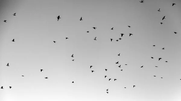 Vogels migreren van de hemel — Stockfoto