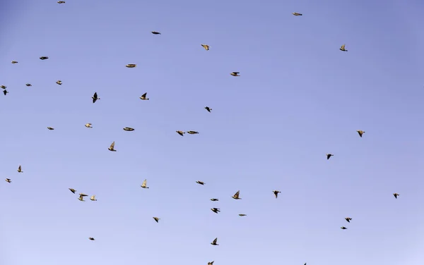 Zugvögel am Himmel — Stockfoto