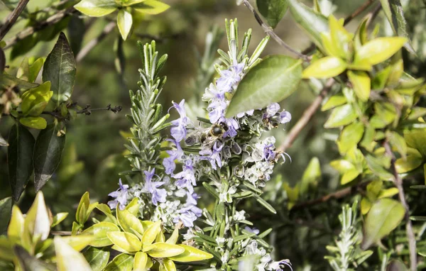 Bee vliegende bloemen — Stockfoto