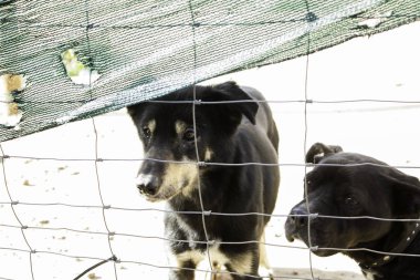 Üzgün terk edilmiş köpekler