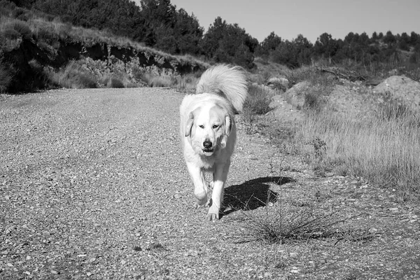 Doggen-Hundeplatz — Stockfoto