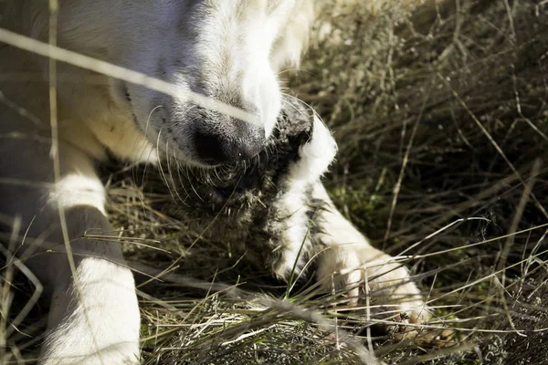 Hund jagade kanin — Stockfoto