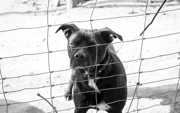 Sad abandoned dogs — Stock Photo, Image