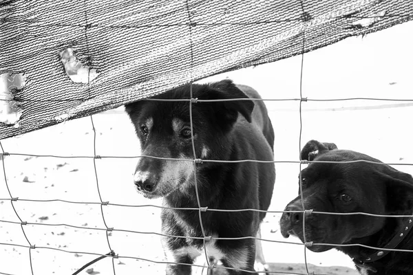 Anjing yang ditinggalkan menyedihkan. — Stok Foto