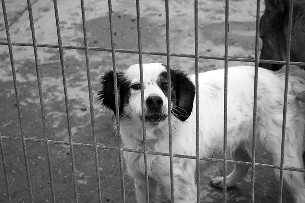 Triste perros abandonados —  Fotos de Stock