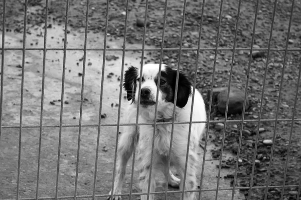 悲しい捨て犬 — ストック写真