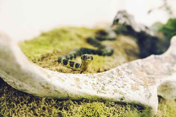 Змея в террариуме
