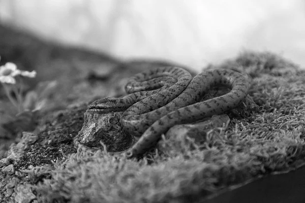 Serpente em terrário — Fotografia de Stock