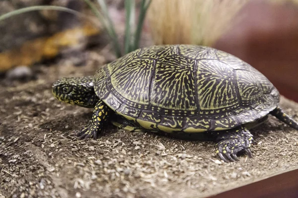 Schildkröte im Terrarium — Stockfoto
