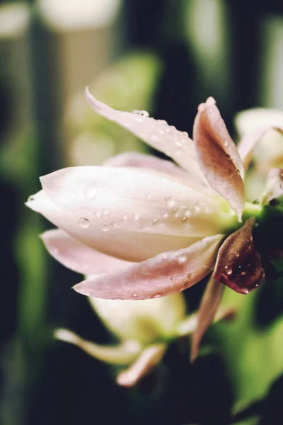 Kwiat z kroplami wody — Zdjęcie stockowe