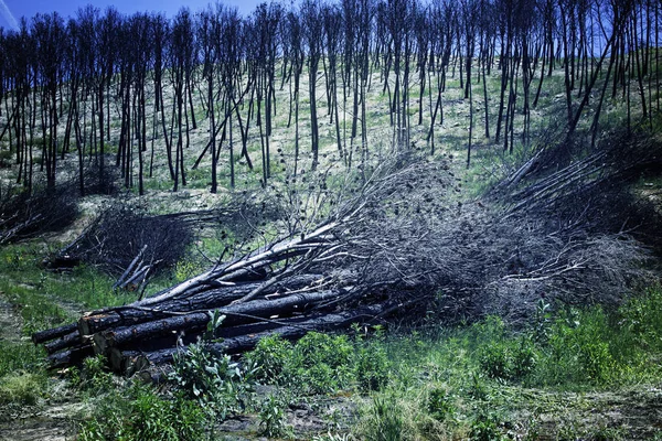 Burned forest trees