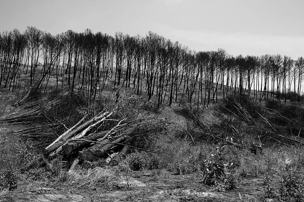Burned forest trees — Stock Photo, Image