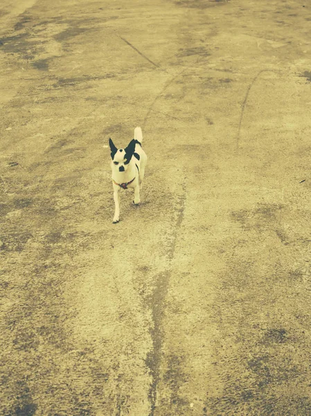 Köpek chiguagua sokak — Stok fotoğraf